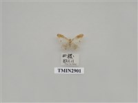 藏品(尺蛾646)的圖片